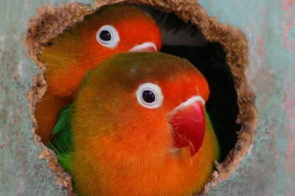 牡丹鸚鵡養(yǎng)一只還是一對好 養(yǎng)牡丹鸚鵡的危害是什么