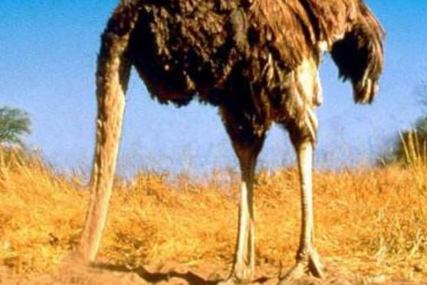 鴕鳥人是什么意思 鴕鳥人的特點