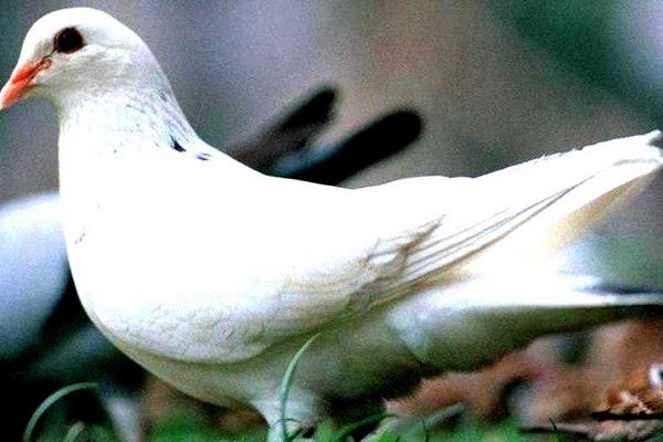 肉鴿怎么養 肉鴿養殖技術與注意事項
