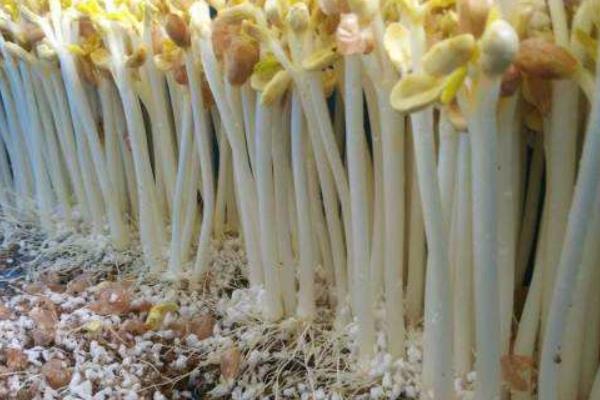 花生芽市場價格多少錢一斤 花生芽怎么做好吃