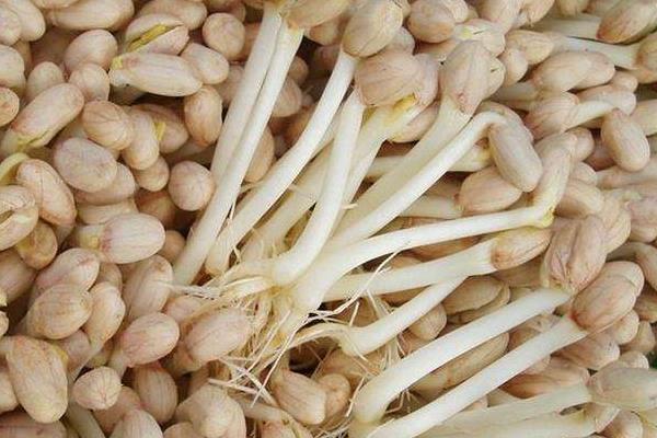 花生芽能吃嗎 吃花生芽的禁忌