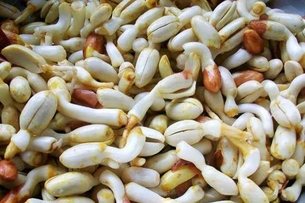 花生芽怎么發(fā) 家庭水發(fā)花生芽的方法