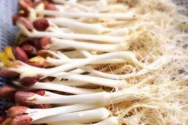 花生芽怎么發(fā) 家庭水發(fā)花生芽的方法