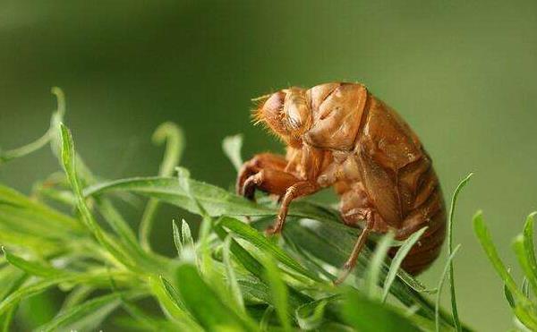 金蟬怎么抓 金蟬晚上幾點出土