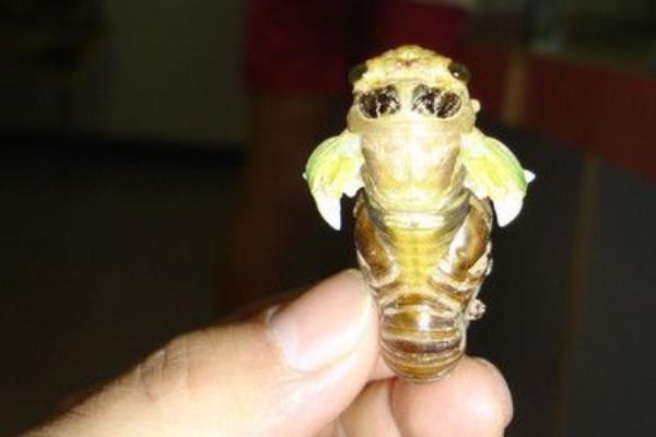 金蟬怎么抓 金蟬晚上幾點出土