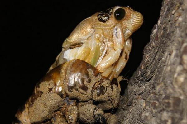 金蟬怎么抓 金蟬晚上幾點出土