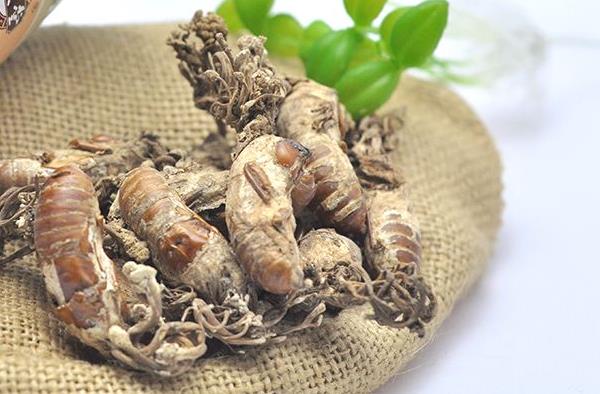 金蟬怎么抓 金蟬晚上幾點出土