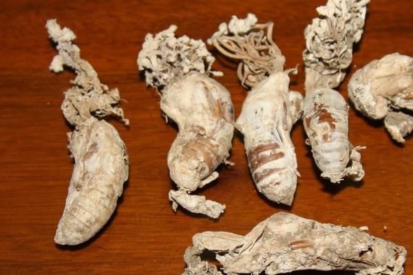 金蟬怎么抓 金蟬晚上幾點出土