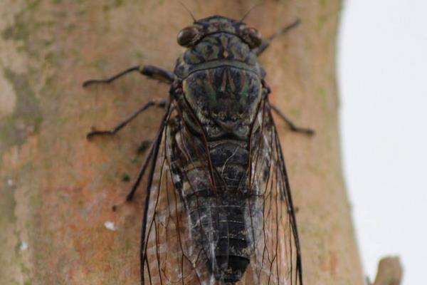 金蟬和知了的區別是什么 金蟬有寄生蟲嗎