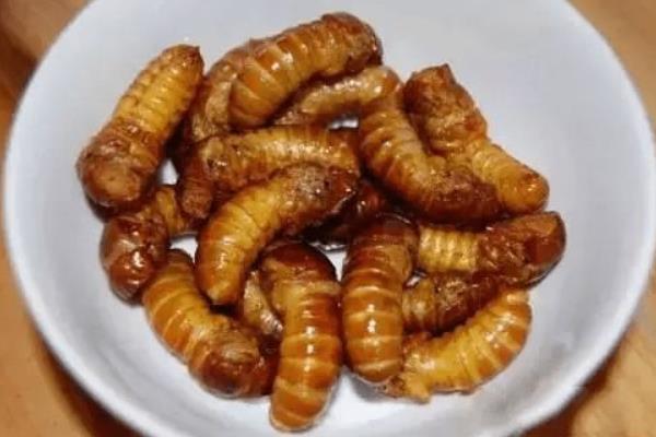 金蟬和知了的區別是什么 金蟬有寄生蟲嗎