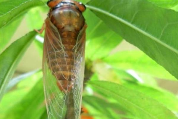 金蟬養殖靠譜嗎 金蟬養殖前景