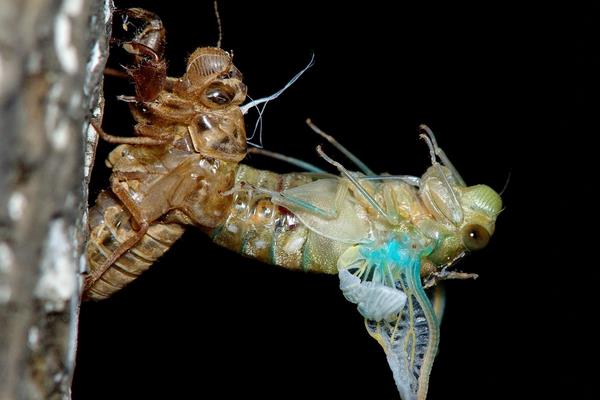 金蟬殼的功效與作用及禁忌 金蟬殼藥用價值