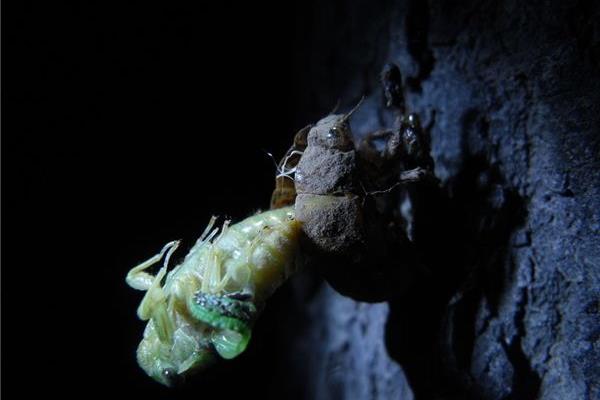 金蟬殼的功效與作用及禁忌 金蟬殼藥用價值