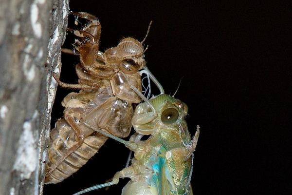 金蟬殼的功效與作用及禁忌 金蟬殼藥用價值