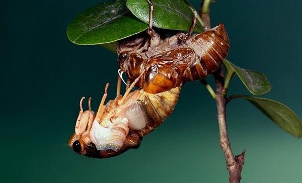 金蟬殼的功效與作用及禁忌 金蟬殼藥用價值