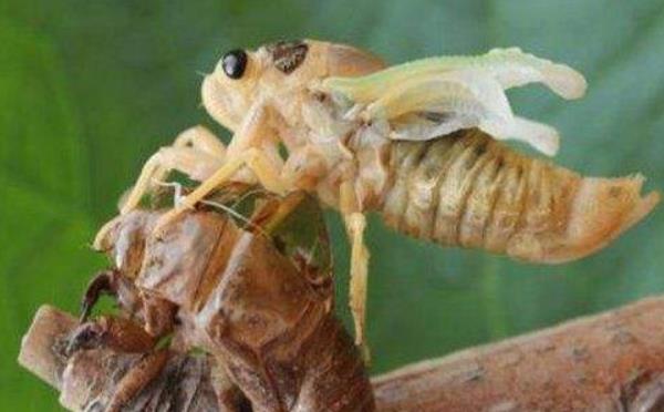 金蟬殼的功效與作用及禁忌 金蟬殼藥用價值