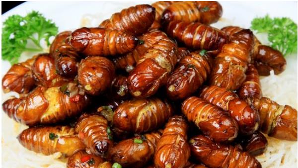 金蟬殼的功效與作用及禁忌 金蟬殼藥用價值