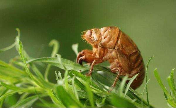 金蟬什么部位不能吃 女人吃金蟬的好處是什么