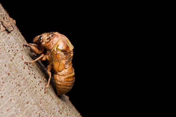 金蟬什么部位不能吃 女人吃金蟬的好處是什么