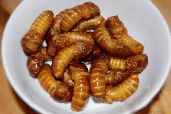 金蟬什么部位不能吃 女人吃金蟬的好處是什么