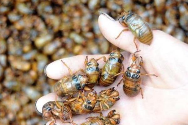 金蟬什么部位不能吃 女人吃金蟬的好處是什么