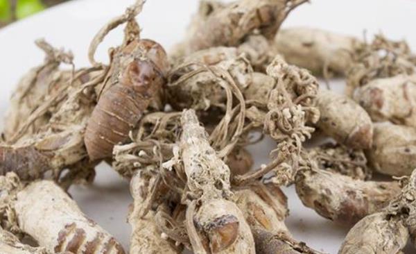 金蟬什么部位不能吃 女人吃金蟬的好處是什么