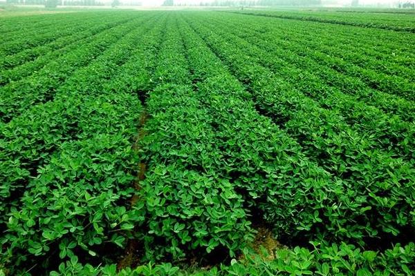 生花生米的功效與作用 生花生米的熱量是多少