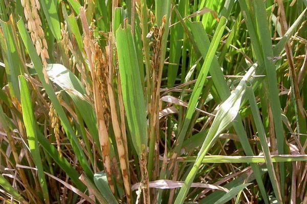 水稻紋枯病用什么藥好 水稻紋枯病防治方法