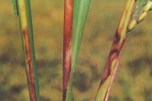 水稻紋枯病用什么藥好 水稻紋枯病防治方法