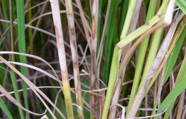 水稻紋枯病用什么藥好 水稻紋枯病防治方法