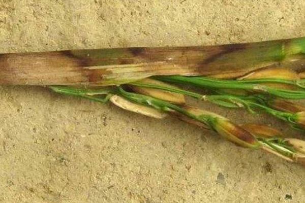 水稻紋枯病用什么藥好 水稻紋枯病防治方法