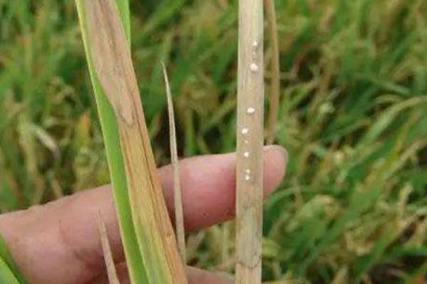 水稻紋枯病用什么藥好 水稻紋枯病防治方法