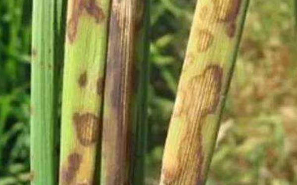 水稻紋枯病用什么藥好 水稻紋枯病防治方法