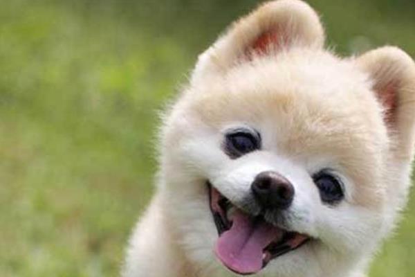 俊介犬好養嗎 俊介犬的脾氣好不好