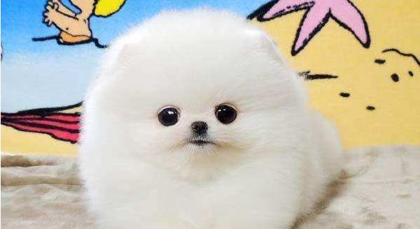 俊介犬好養嗎 俊介犬的脾氣好不好