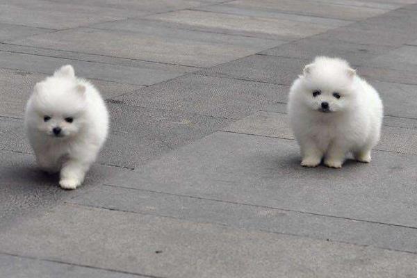 俊介犬好養嗎 俊介犬的脾氣好不好