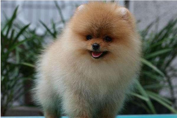 俊介犬好養嗎 俊介犬的脾氣好不好