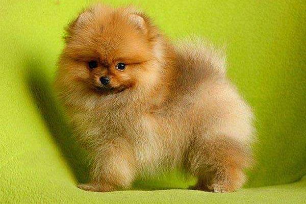 俊介犬好養嗎 俊介犬的脾氣好不好