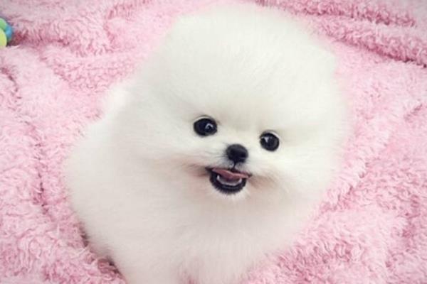 俊介犬好養嗎 俊介犬的脾氣好不好