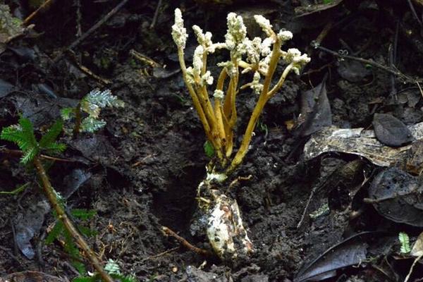 金蟬花和冬蟲夏草的區(qū)別是什么 金蟬花小孩可以吃嗎