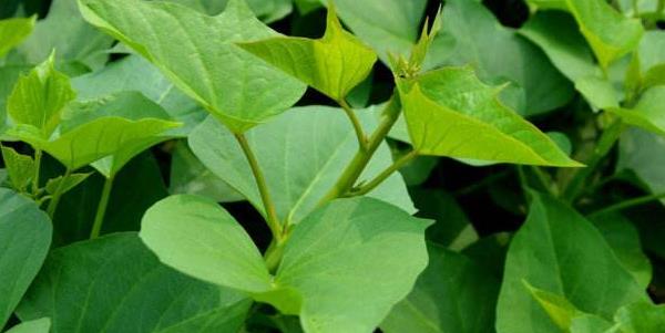 紅薯葉可以吃嗎 紅薯葉的熱量是多少