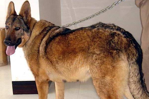 昆明犬智商高嗎 昆明犬有哪些優點