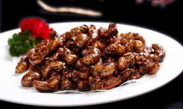冷凍的金蟬怎么做好吃又簡單 金蟬變黑了還能吃嗎