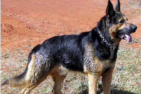 昆明犬智商高嗎 昆明犬有哪些優點