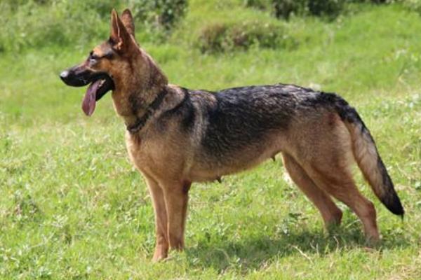 昆明犬智商高嗎 昆明犬有哪些優點