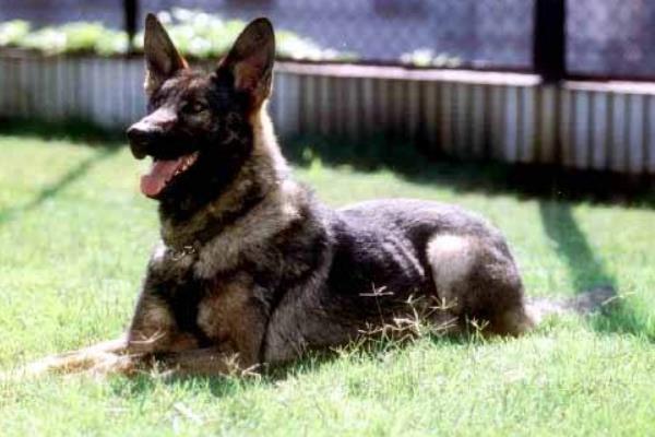 昆明犬智商高嗎 昆明犬有哪些優點