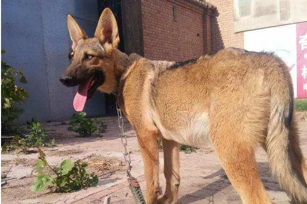 昆明犬智商高嗎 昆明犬有哪些優點