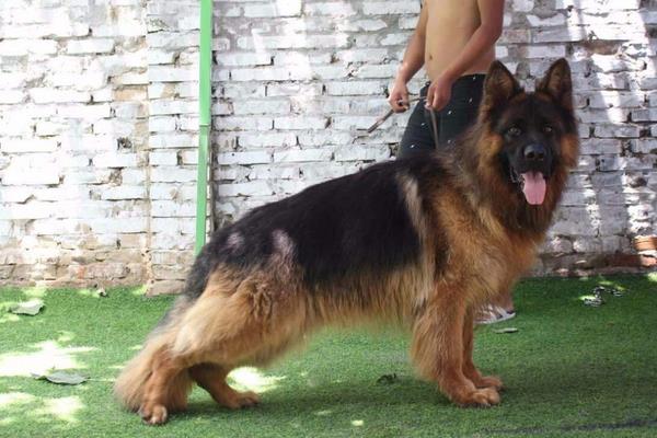 昆明犬智商高嗎 昆明犬有哪些優點