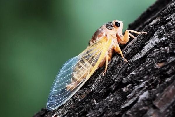 金蟬下雨天出來嗎 金蟬怎樣長期保存
