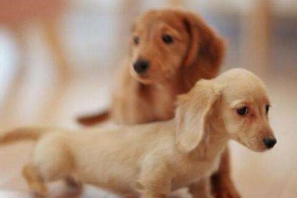 臘腸犬市場價格多少錢一只 臘腸犬為什么養(yǎng)的人少